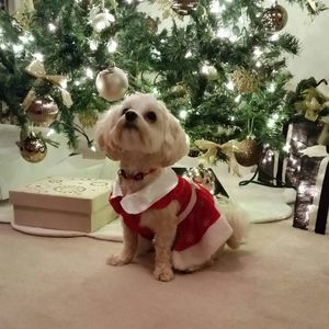 Meet your Posher, Daphne